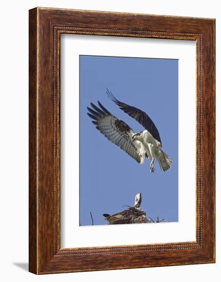 Osprey Landing at its Nest-Hal Beral-Framed Photographic Print