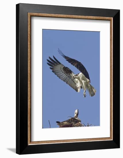 Osprey Landing at its Nest-Hal Beral-Framed Photographic Print