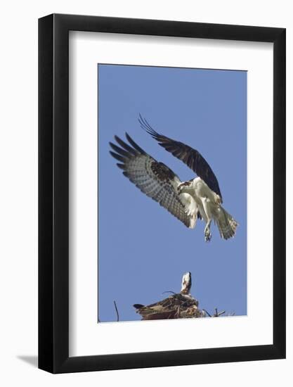 Osprey Landing at its Nest-Hal Beral-Framed Photographic Print