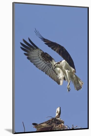 Osprey Landing at its Nest-Hal Beral-Mounted Photographic Print