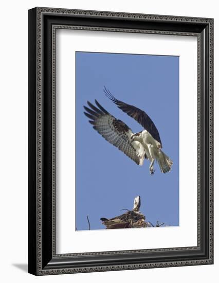 Osprey Landing at its Nest-Hal Beral-Framed Photographic Print