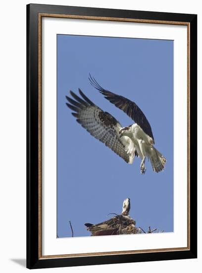 Osprey Landing at its Nest-Hal Beral-Framed Photographic Print