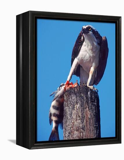 Osprey on Post with Fish-Charles Sleicher-Framed Premier Image Canvas