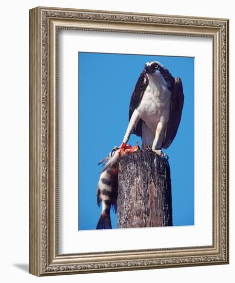 Osprey on Post with Fish-Charles Sleicher-Framed Photographic Print