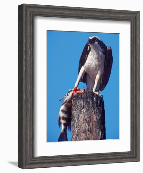 Osprey on Post with Fish-Charles Sleicher-Framed Photographic Print