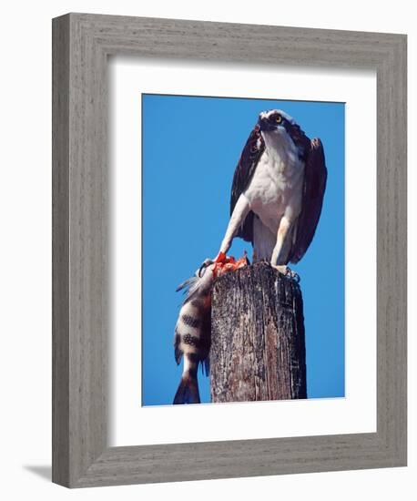 Osprey on Post with Fish-Charles Sleicher-Framed Photographic Print