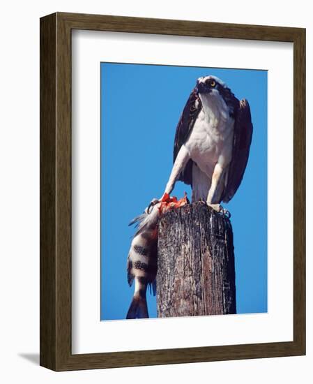 Osprey on Post with Fish-Charles Sleicher-Framed Photographic Print