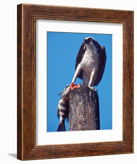 Osprey on Post with Fish-Charles Sleicher-Framed Photographic Print