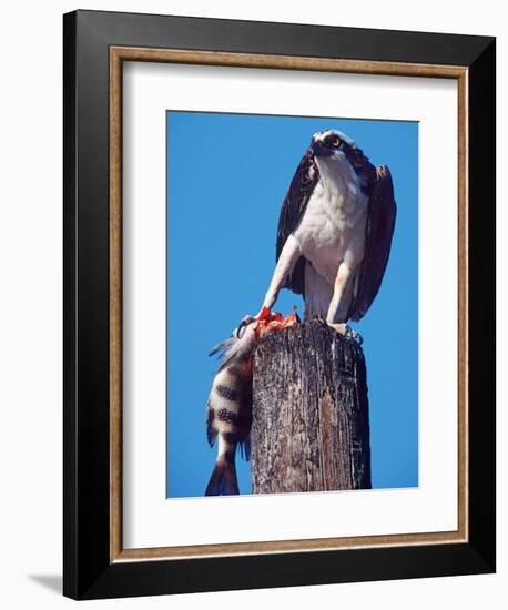 Osprey on Post with Fish-Charles Sleicher-Framed Photographic Print