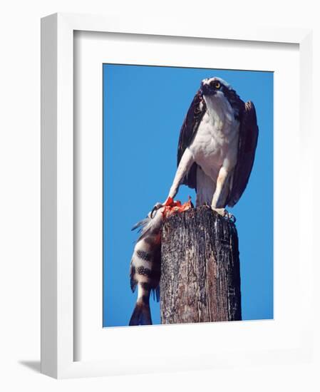 Osprey on Post with Fish-Charles Sleicher-Framed Photographic Print