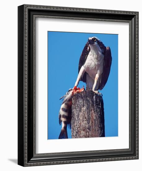 Osprey on Post with Fish-Charles Sleicher-Framed Photographic Print