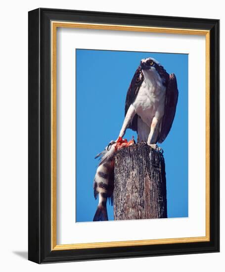 Osprey on Post with Fish-Charles Sleicher-Framed Photographic Print