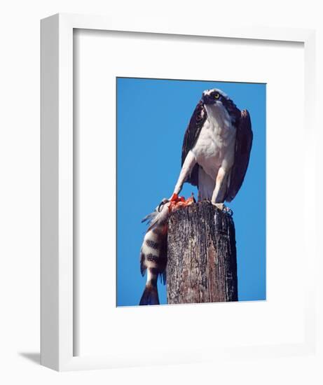 Osprey on Post with Fish-Charles Sleicher-Framed Photographic Print