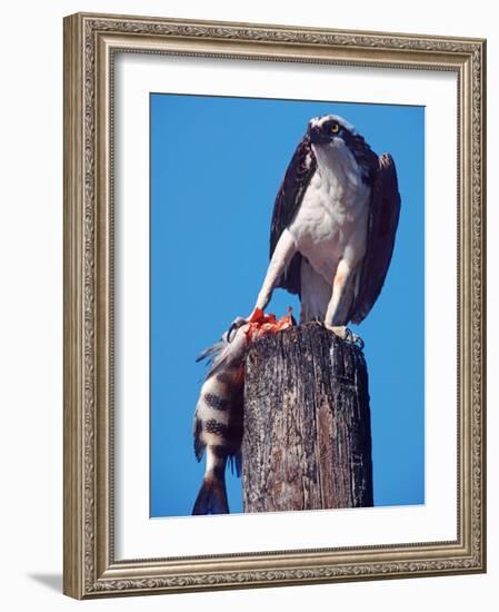 Osprey on Post with Fish-Charles Sleicher-Framed Photographic Print