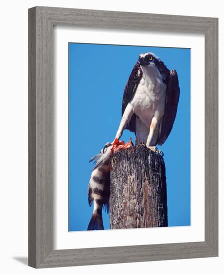 Osprey on Post with Fish-Charles Sleicher-Framed Photographic Print