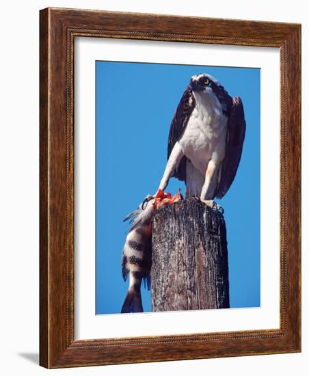 Osprey on Post with Fish-Charles Sleicher-Framed Photographic Print