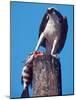 Osprey on Post with Fish-Charles Sleicher-Mounted Photographic Print