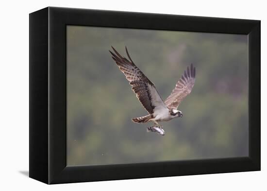 Osprey (Pandion Haliaeetus) in Flight, Fishing at Dawn, Rothiemurchus, Cairngorms Np, Scotland, UK-Peter Cairns-Framed Premier Image Canvas