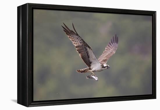 Osprey (Pandion Haliaeetus) in Flight, Fishing at Dawn, Rothiemurchus, Cairngorms Np, Scotland, UK-Peter Cairns-Framed Premier Image Canvas