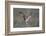 Osprey (Pandion Haliaeetus) in Flight, Fishing at Dawn, Rothiemurchus, Cairngorms Np, Scotland, UK-Peter Cairns-Framed Photographic Print