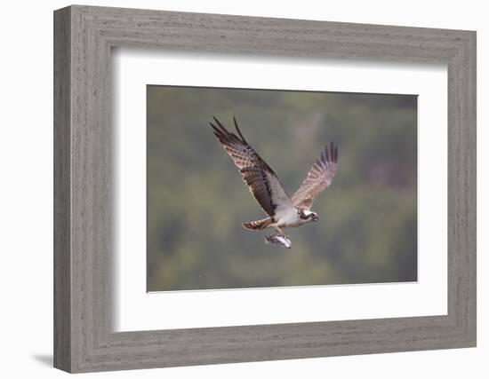 Osprey (Pandion Haliaeetus) in Flight, Fishing at Dawn, Rothiemurchus, Cairngorms Np, Scotland, UK-Peter Cairns-Framed Photographic Print