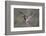 Osprey (Pandion Haliaeetus) in Flight, Fishing at Dawn, Rothiemurchus, Cairngorms Np, Scotland, UK-Peter Cairns-Framed Photographic Print