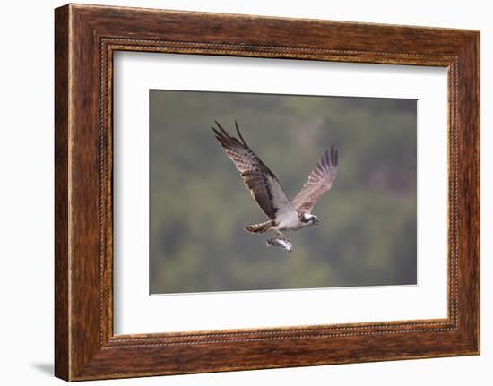 Osprey (Pandion Haliaeetus) in Flight, Fishing at Dawn, Rothiemurchus, Cairngorms Np, Scotland, UK-Peter Cairns-Framed Photographic Print