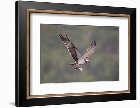 Osprey (Pandion Haliaeetus) in Flight, Fishing at Dawn, Rothiemurchus, Cairngorms Np, Scotland, UK-Peter Cairns-Framed Photographic Print