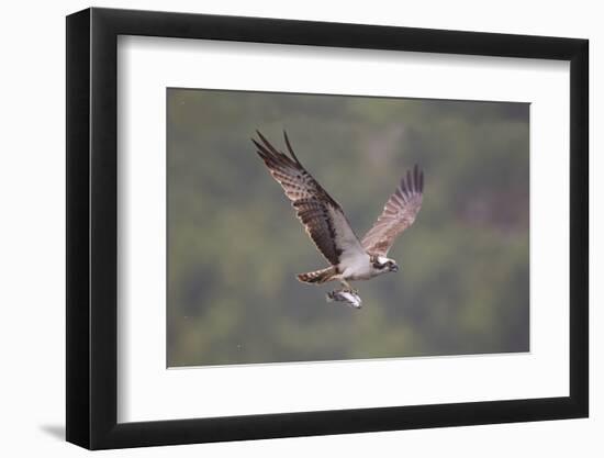 Osprey (Pandion Haliaeetus) in Flight, Fishing at Dawn, Rothiemurchus, Cairngorms Np, Scotland, UK-Peter Cairns-Framed Photographic Print