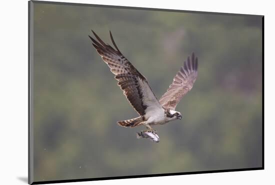Osprey (Pandion Haliaeetus) in Flight, Fishing at Dawn, Rothiemurchus, Cairngorms Np, Scotland, UK-Peter Cairns-Mounted Photographic Print