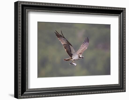 Osprey (Pandion Haliaeetus) in Flight, Fishing at Dawn, Rothiemurchus, Cairngorms Np, Scotland, UK-Peter Cairns-Framed Photographic Print