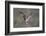 Osprey (Pandion Haliaeetus) in Flight, Fishing at Dawn, Rothiemurchus, Cairngorms Np, Scotland, UK-Peter Cairns-Framed Photographic Print