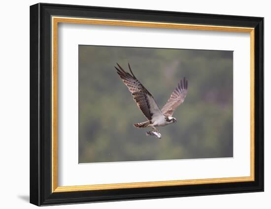 Osprey (Pandion Haliaeetus) in Flight, Fishing at Dawn, Rothiemurchus, Cairngorms Np, Scotland, UK-Peter Cairns-Framed Photographic Print