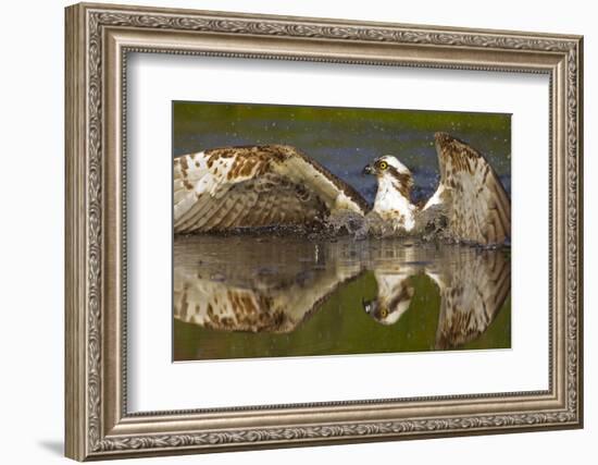 Osprey (Pandion Haliaetus) At Surface Of A Loch After Diving For A Fish-Peter Cairns-Framed Photographic Print