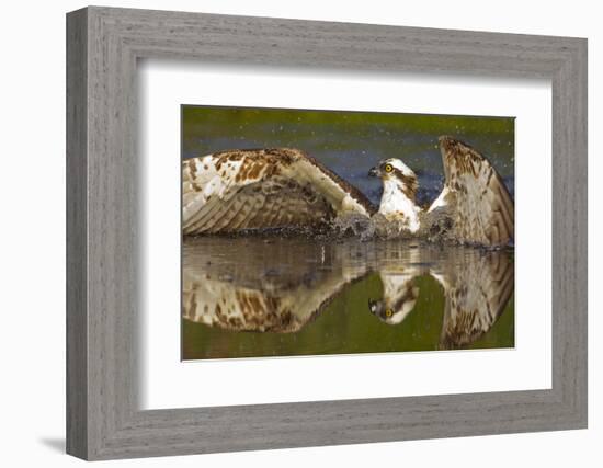 Osprey (Pandion Haliaetus) At Surface Of A Loch After Diving For A Fish-Peter Cairns-Framed Photographic Print