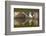 Osprey (Pandion Haliaetus) At Surface Of A Loch After Diving For A Fish-Peter Cairns-Framed Photographic Print