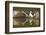 Osprey (Pandion Haliaetus) At Surface Of A Loch After Diving For A Fish-Peter Cairns-Framed Photographic Print