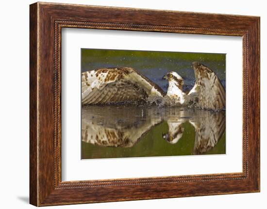 Osprey (Pandion Haliaetus) At Surface Of A Loch After Diving For A Fish-Peter Cairns-Framed Photographic Print