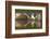 Osprey (Pandion Haliaetus) At Surface Of A Loch After Diving For A Fish-Peter Cairns-Framed Photographic Print