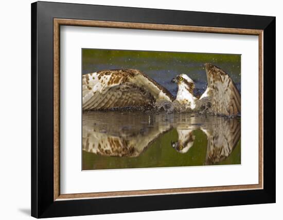 Osprey (Pandion Haliaetus) At Surface Of A Loch After Diving For A Fish-Peter Cairns-Framed Photographic Print