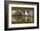 Osprey (Pandion Haliaetus) At Surface Of A Loch After Diving For A Fish-Peter Cairns-Framed Photographic Print