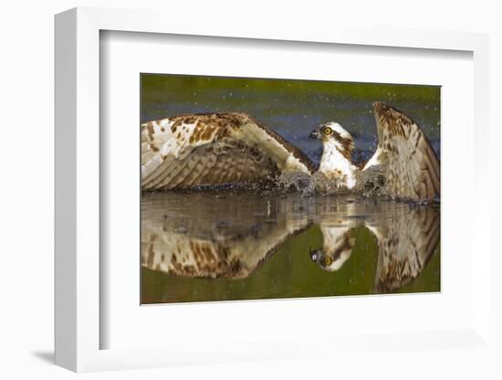 Osprey (Pandion Haliaetus) At Surface Of A Loch After Diving For A Fish-Peter Cairns-Framed Photographic Print