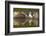 Osprey (Pandion Haliaetus) At Surface Of A Loch After Diving For A Fish-Peter Cairns-Framed Photographic Print