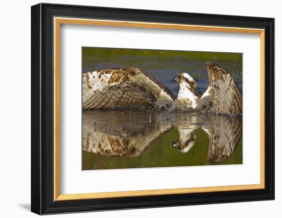 Osprey (Pandion Haliaetus) At Surface Of A Loch After Diving For A Fish-Peter Cairns-Framed Photographic Print