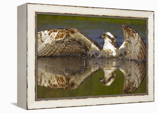 Osprey (Pandion Haliaetus) At Surface Of A Loch After Diving For A Fish-Peter Cairns-Framed Premier Image Canvas