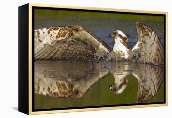 Osprey (Pandion Haliaetus) At Surface Of A Loch After Diving For A Fish-Peter Cairns-Framed Premier Image Canvas