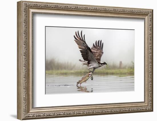 Osprey (Pandion Haliaetus) Catching Trout, Rothiemurchus Estate, Cairngorms, Scotland, UK, July-Ann & Steve Toon-Framed Photographic Print