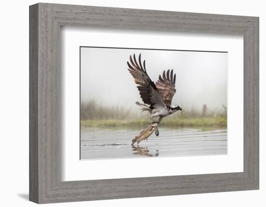 Osprey (Pandion Haliaetus) Catching Trout, Rothiemurchus Estate, Cairngorms, Scotland, UK, July-Ann & Steve Toon-Framed Photographic Print