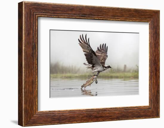 Osprey (Pandion Haliaetus) Catching Trout, Rothiemurchus Estate, Cairngorms, Scotland, UK, July-Ann & Steve Toon-Framed Photographic Print