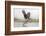 Osprey (Pandion Haliaetus) Catching Trout, Rothiemurchus Estate, Cairngorms, Scotland, UK, July-Ann & Steve Toon-Framed Photographic Print